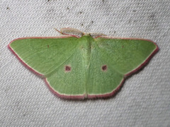Chlorocoma cadmaria