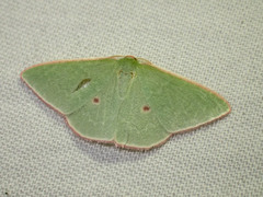Chlorocoma cadmaria