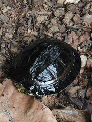 Cuora amboinensis kamaroma