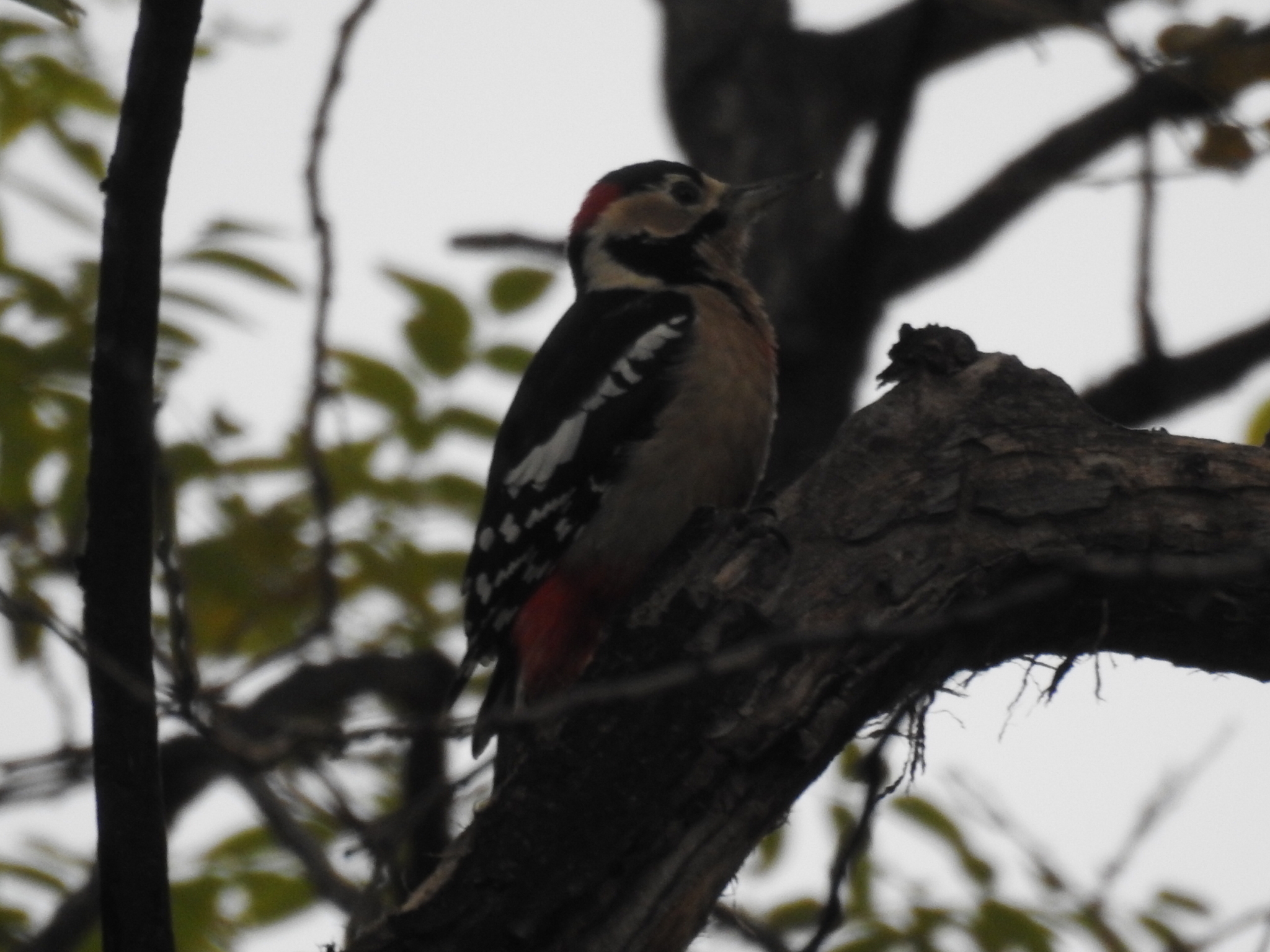 Great Spotted Woodpecker