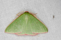Chlorocoma cadmaria