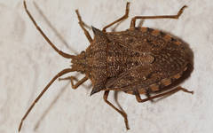 Neagenor transcontinentalis