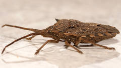 Neagenor transcontinentalis