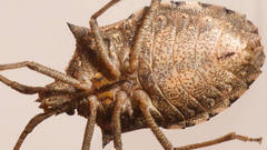 Neagenor transcontinentalis