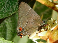 Parrhasius moctezuma
