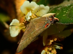 Parrhasius moctezuma