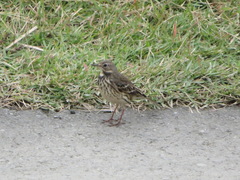 Anthus rubescens japonicus