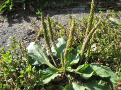 Plantago major
