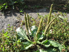 Plantago major