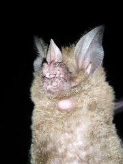 Trachops cirrhosus