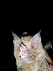 Trachops cirrhosus