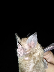 Trachops cirrhosus