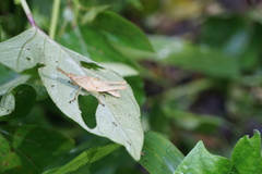 Desmopterini