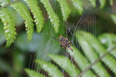 Gasteracantha crucigera