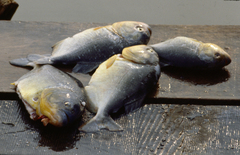 Black-Tailed Piranha photo 4