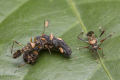 Artemidorus sobrinus