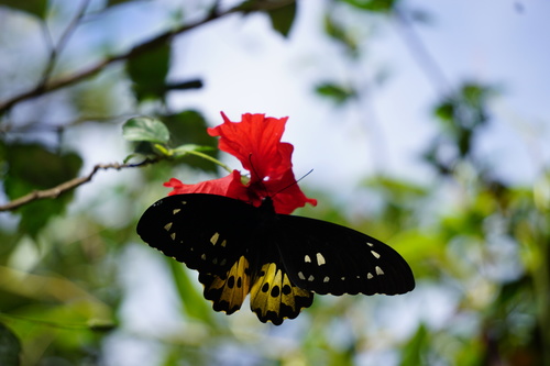 ロスチャイルドトリバネアゲハ (Ornithoptera rothschildi) · iNaturalist