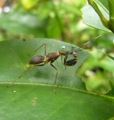 Hapalopezella maculata