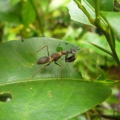 Hapalopezella maculata