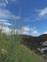 Reseda barrelieri