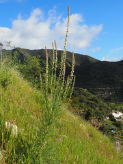 Reseda barrelieri