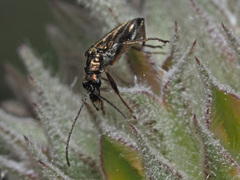 Oedemera barbara