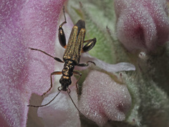 Oedemera barbara