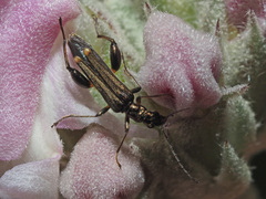 Oedemera barbara