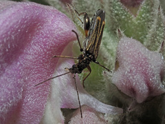 Oedemera barbara