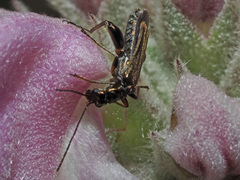 Oedemera barbara