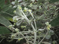 Mercurialis tomentosa