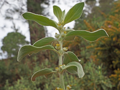 Mercurialis tomentosa