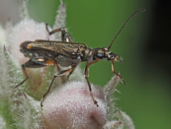 Oedemera barbara
