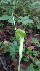 Arisaema dracontium