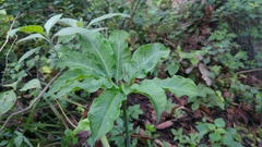 Arisaema dracontium