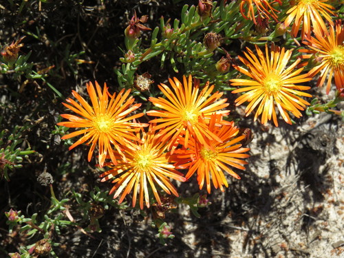 Image of Lampranthus glaucoides by (c) Jeremy Gilmore, some rights reserved (CC BY)