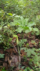 Arisaema dracontium