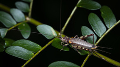 Adenopterus