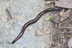 Australopacifica sowerbyi