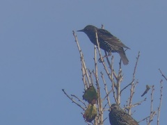 Sturnus vulgaris