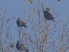 Sturnus vulgaris