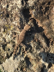 Ptyodactylus puiseuxi