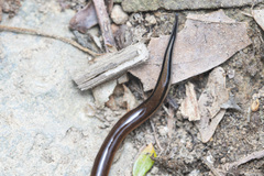 Australopacifica sowerbyi
