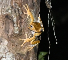 Polypedates otilophus