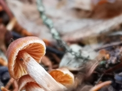 Cortinarius aurae