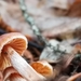 Cortinarius aurae - Photo (c) Kendra Driscoll, some rights reserved (CC BY-NC), uploaded by Kendra Driscoll