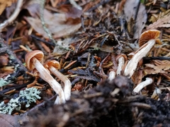 Cortinarius aurae