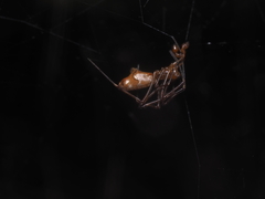 Argyrodes fissifrons