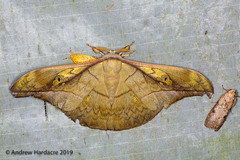 Antheraea rosieri