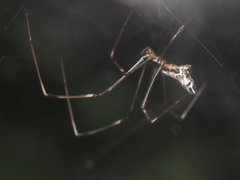 Argyrodes fissifrons